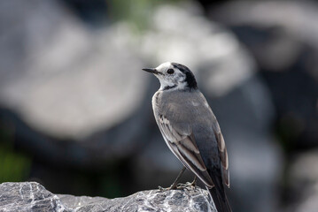 little bird wagging its tail on the stone, Motacilla alba