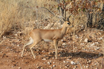 dikdik in the wild