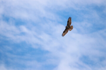 A Common or Eurasian Buzzard (Buteo buteo) in flight against a clear blue sky