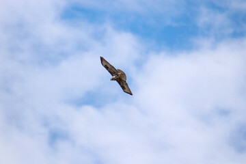 A Common or Eurasian Buzzard (Buteo buteo) in flight against a clear blue sky