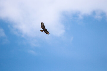 A Common or Eurasian Buzzard (Buteo buteo) in flight against a clear blue sky