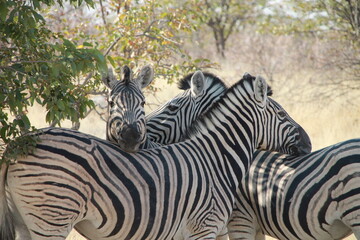 zebras in the wild