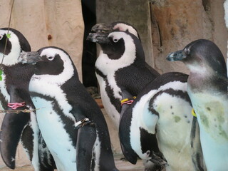 Naklejka premium ケープペンギン 群れ