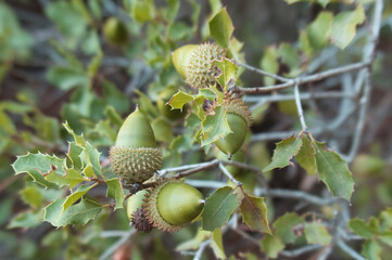 acorns on a branch