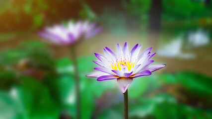 Duo water lily with blur back ground soft and selective focus on a water lily