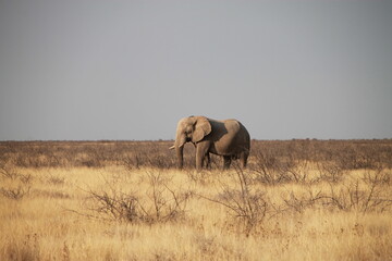 Fototapeta na wymiar elephant in namibia