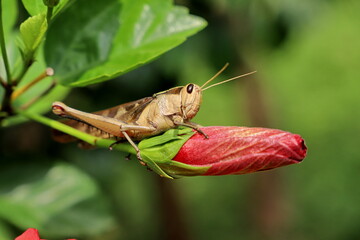 grasshopper on a bud of a hibiscus flower
