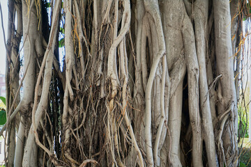 Tropical banyan tree, ficus benghalensis, in near plan