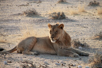 Naklejka premium lion laying in the sun