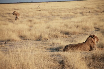 lions relaxing