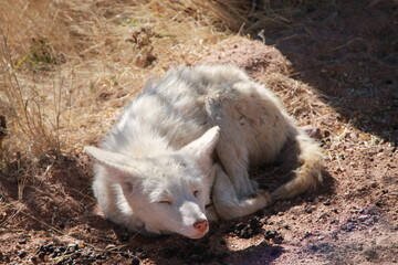 albino jackal