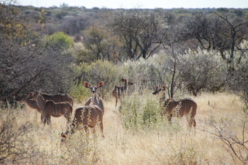 heard of kudu in the savannah