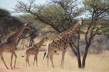 giraffe in the savannah