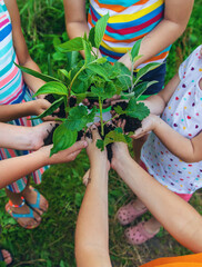 Children watch plant trees, hold in their hands. Selective focus.