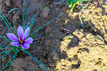 Beautiful purple saffron flower blooming in ground.