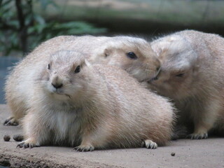 オグロプレーリーゴッグ