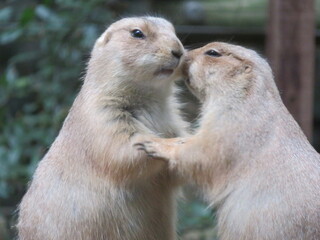 オグロプレーリードッグ