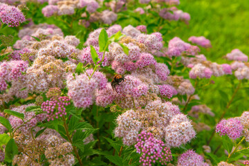 purple and white flowers