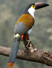 Andigena Nigrirostris