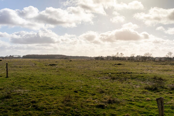 Obraz premium vineyard in the summer