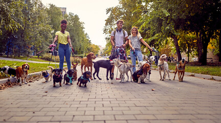 Naklejka premium A bunch of dogs on the leash on the walk in the park led by group of young dog walkers. Pets, walkers, service