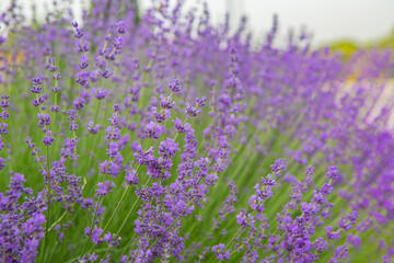 Naklejka premium lavender field region