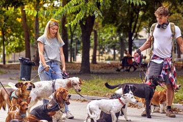 Young dog walkers are enjoying the work while walking in the park with a bunch of dogs. Pets,...