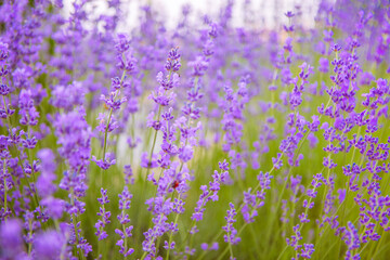 Obraz premium field of lavender
