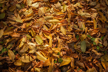 Warm colors of autumn. Dry leaf carpet. Walk in the park. Patterns of fallen leaves. Cozy background. Dead foliage. Colorful landscape. Beauty of nature. Colored leaves on the ground in the forest.
