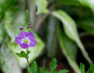 beauty Acanthaceae or Chinese violet flower bouquet in botany garden natural park. soft floral purple buds and bloom plant trees