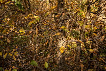 Warm colors of autumn. Dry leaf carpet. Walk in the park. Patterns of fallen leaves. Cozy background. Dead foliage. Colorful landscape. Beauty of nature. Colored leaves on the ground in the forest.