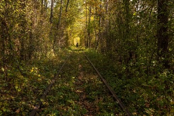 Tunnel of love. Arch of trees. Natural landmark of Ukraine. A resting place for lovers. Romantic location. Wedding photo session. Railroad in the autumn landscape. Fabulous landscape.