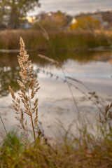 Rural landscape. Plants on the shore of the lake. The silence of nature. Calm view. Relaxation from noise. Whisper in the wind. Feather grass on the bank of the river.