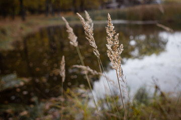 Rural landscape. Plants on the shore of the lake. The silence of nature. Calm view. Relaxation from noise. Whisper in the wind. Feather grass on the bank of the river.