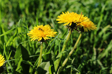 yellow dandelions on green grass