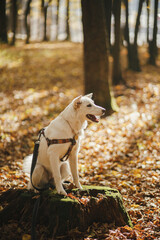 Cute dog sitting on old stump in sunny autumn woods. Adorable  swiss shepherd white dog in harness and leash in beautiful fall forest training. Hiking with pet