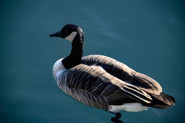 side view of a goose swimming in turquoise water with detailed feather texture