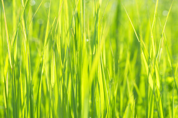 Green rice fields background. Abstract rice young plant with blurred motion