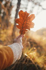 Woman in cozy sweater holding beautiful oak brown leaf in sunset rays in autumn woods. Beautiful...