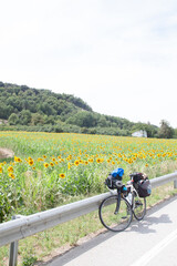 Fototapeta na wymiar Girasoles y bicicleta amarillo y verde colores 