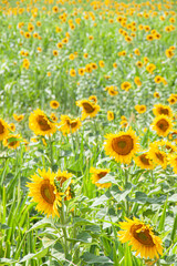 Girasoles amarillo y verde colores 