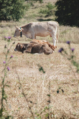 Vacas pastando en la naturaleza campo colores 