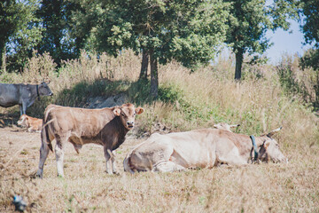 Vacas pastando en la naturaleza campo colores