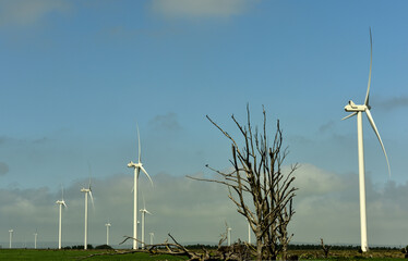 A landscape of wind turbines in a green field with the contrast of a dead tree