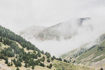 Paisaje naturaleza con arboles y niebla colores verde