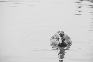 Ave pato en el rio lago agua blanco y negro 