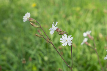 Wei&szlig;e Lichtnelken auf gr&uuml;ner Wiese.