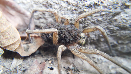A female wolf spider carries thousands of cubs on her back. Selective focus on the spider's head. Insects and animals.