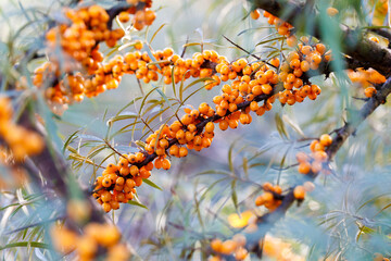 Branch of ripe orange sea-buckthorn berries with leaves
