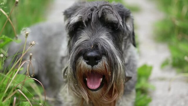 Close-up of a mittel schnauzer dog outdoors